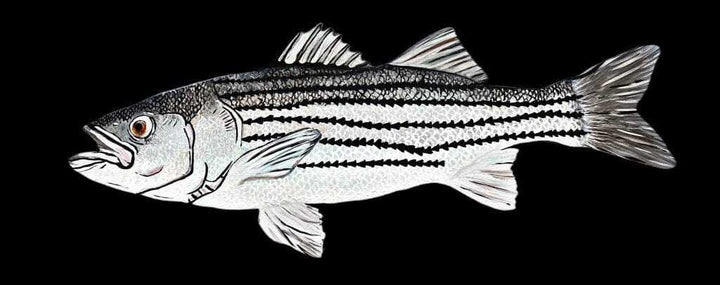 Hand-painted striped bass fish artwork with realistic details and vibrant colors.