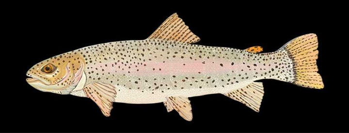Hand-painted wooden rainbow trout wall art made from high-quality pine wood, featuring vibrant acrylic colors and detailed depiction.