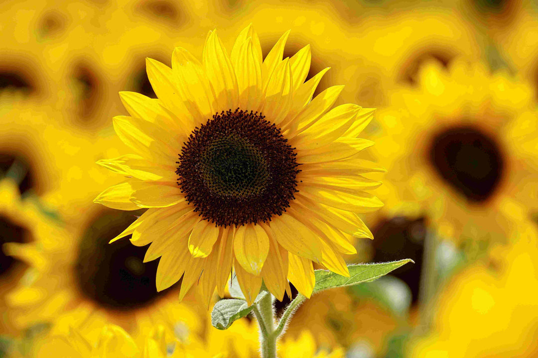 Wooden Flower Decoration- Sunflower fields-door decoration