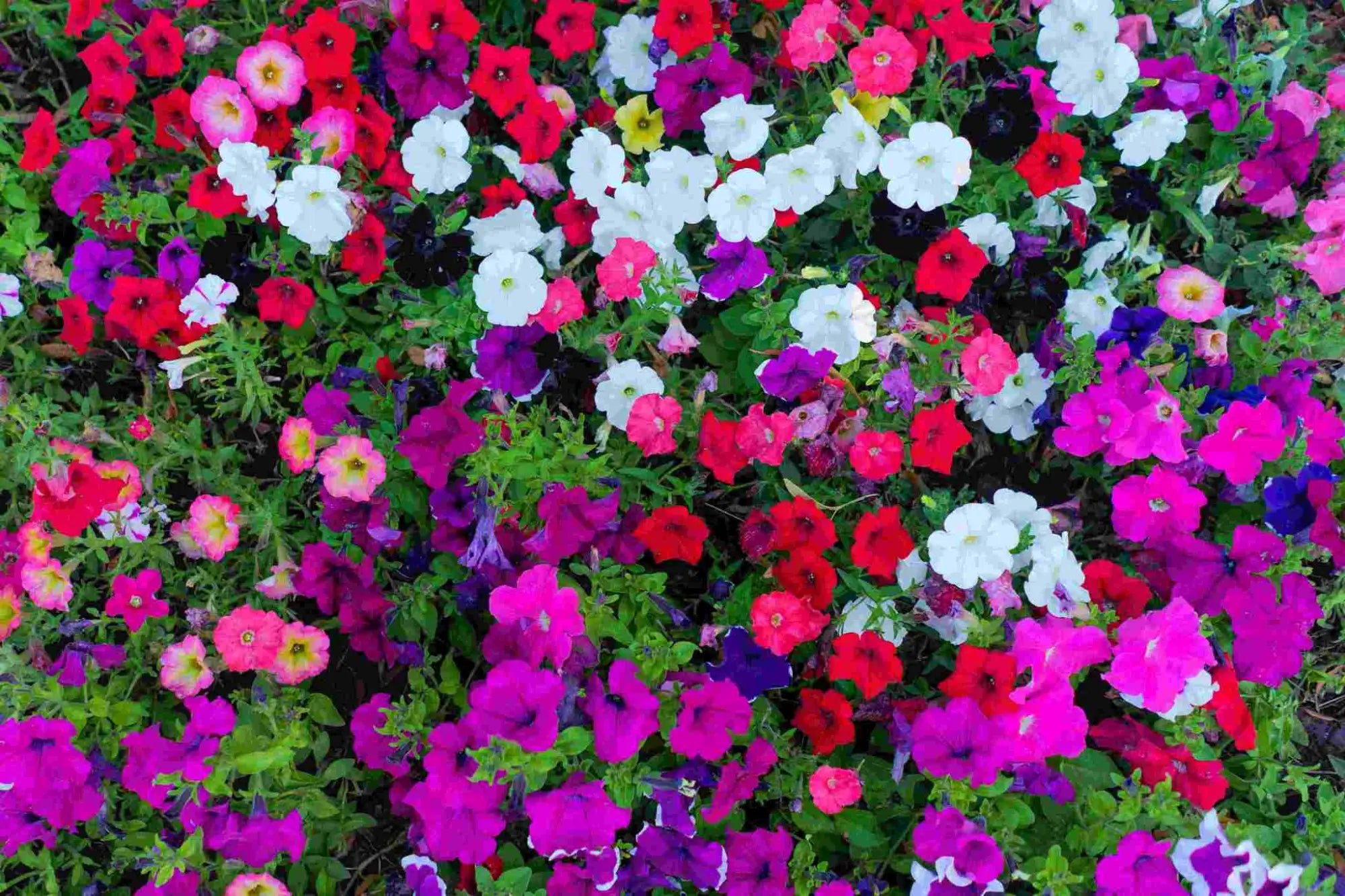 Wooden Flower Art -Fall-door decoration