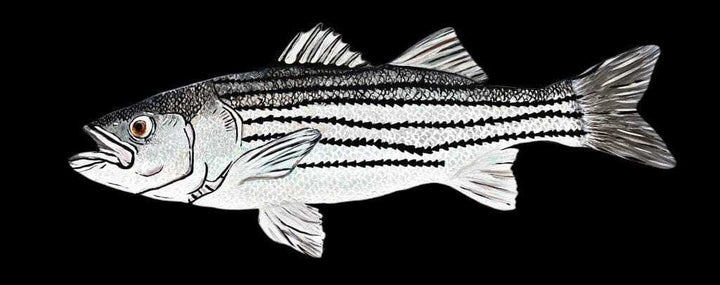  Atlantic Wood N Wares  Home Décor>Decor>Wall Decor>Wall Hangings Fish Artwork Hand-Painted Striped Bass: Express Your Passion for Fishing bassstrip01