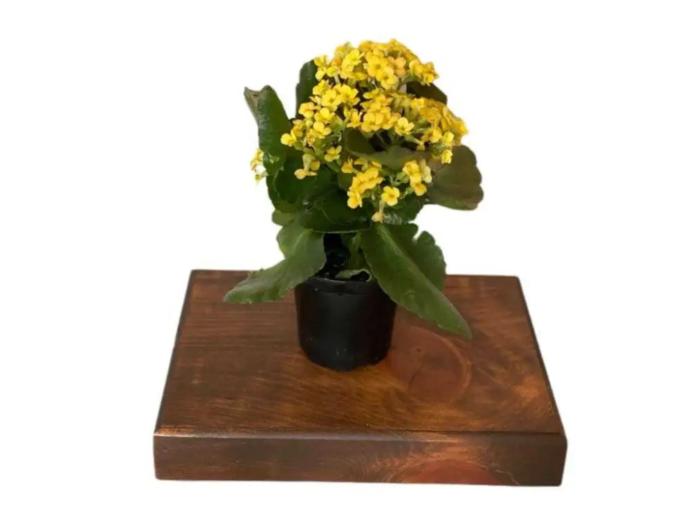 Solid pine wood pedestal riser displaying a potted plant with yellow flowers.