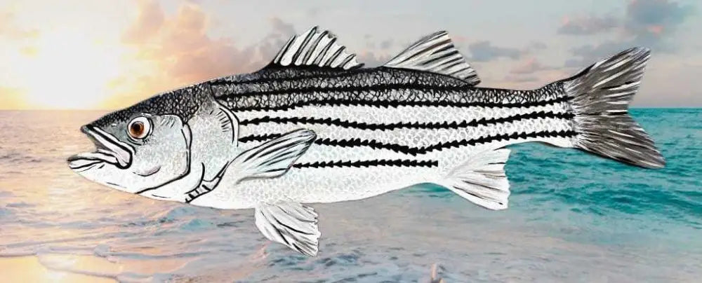 Hand-painted striped bass fish artwork with wooden frame against ocean backdrop.