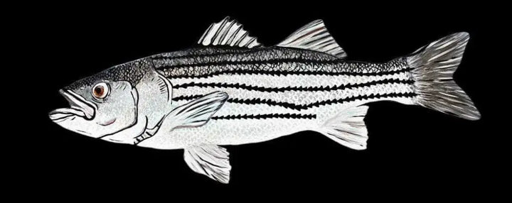 Hand-painted striped bass fish artwork with realistic details and vibrant colors.