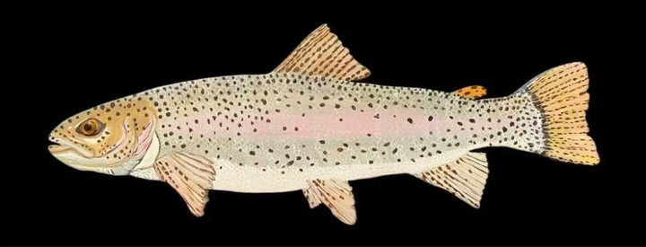 Hand-painted wooden rainbow trout wall art made from high-quality pine wood, featuring vibrant acrylic colors and detailed depiction.